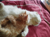 Persian Ginger Male Cat